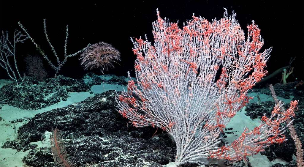 Photographie d'un corail primnoïde colonisé par des ophiures qui capturent des proies dans le courant. © SOI / ROV SuBastian