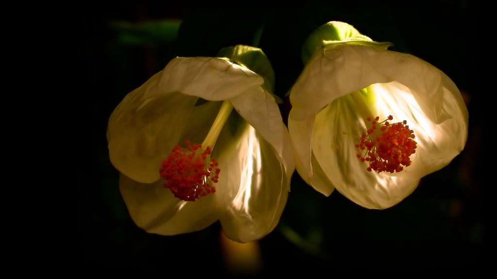 Fleurs de malvacées Fleurs de malvacées