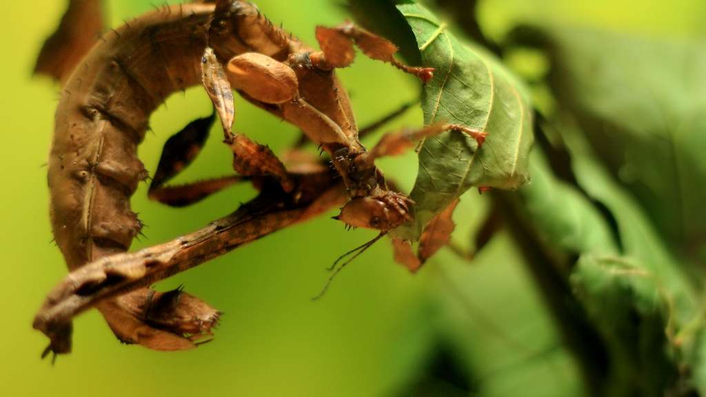Le phasme Extatosoma tiaratum, une espèce fragile Le phasme Extatosoma tiaratum, une espèce fragile