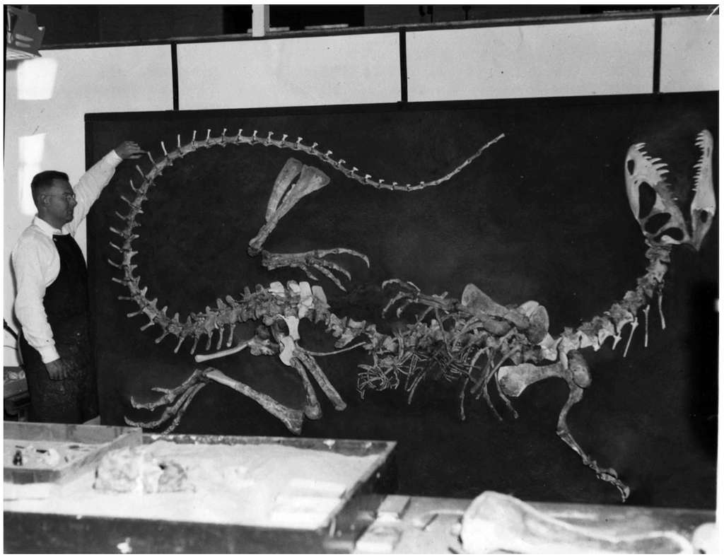 Dilophosaurus pouvait mesurer jusqu'à six mètres de long. © Texas Vertebrate Paleontology Collections