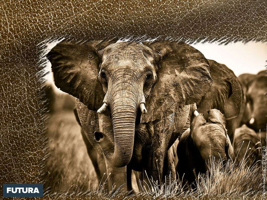 Eléphant d'Afrique Eléphant d'Afrique