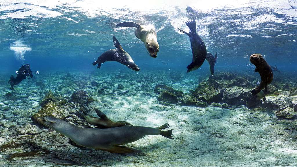 L'otarie des Galápagos, une espèce endémique des îles L'otarie des Galápagos, une espèce endémique des îles