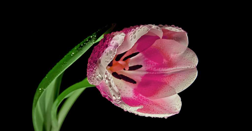 Les tulipes, plantes à bulbes très appréciées. © Foto-Rabe, Pixabay, DP