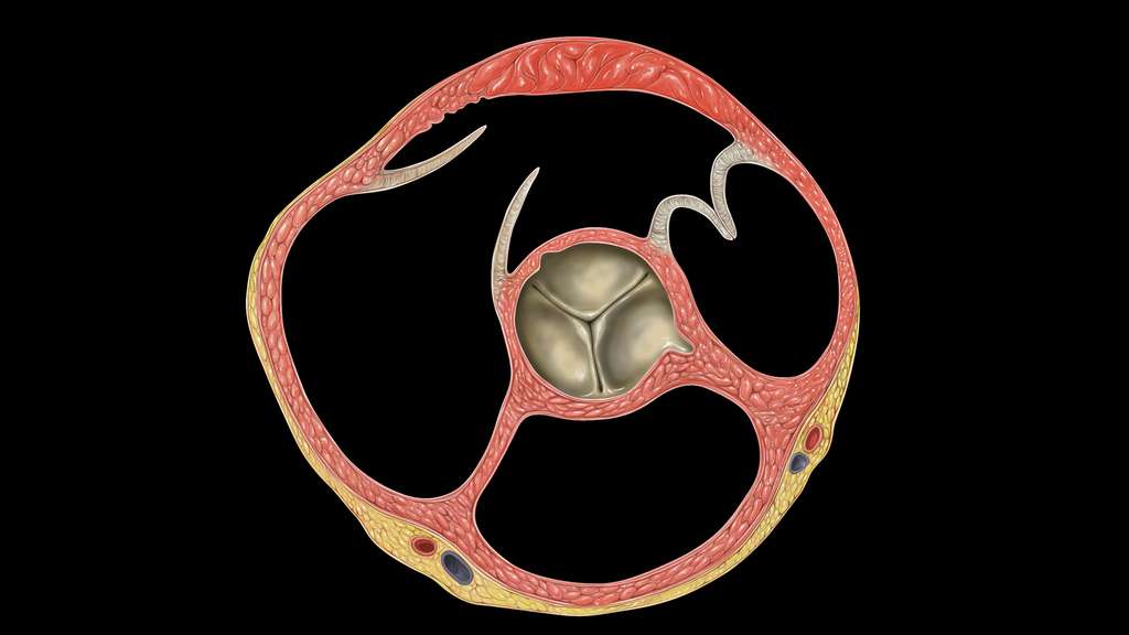 Échocardiographie d’un cœur normal Échocardiographie d’un cœur normal
