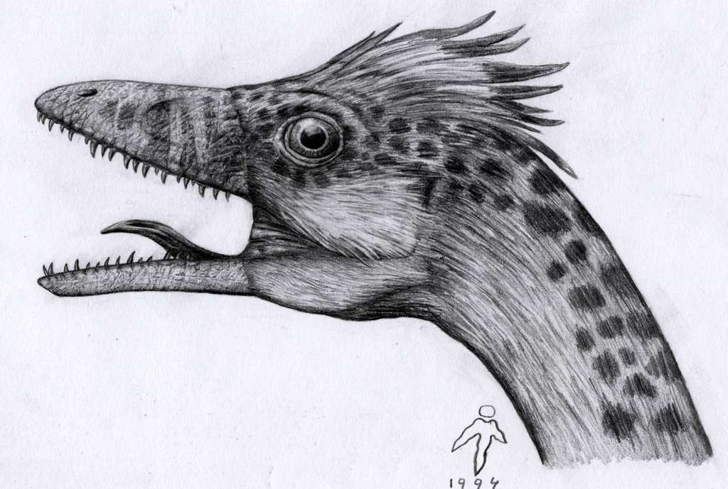 Compsognathus - tête Compsognathus - tête