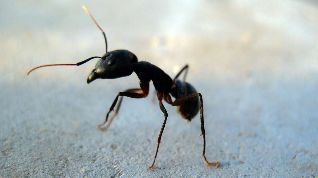 Les fourmis, insectes eusociaux