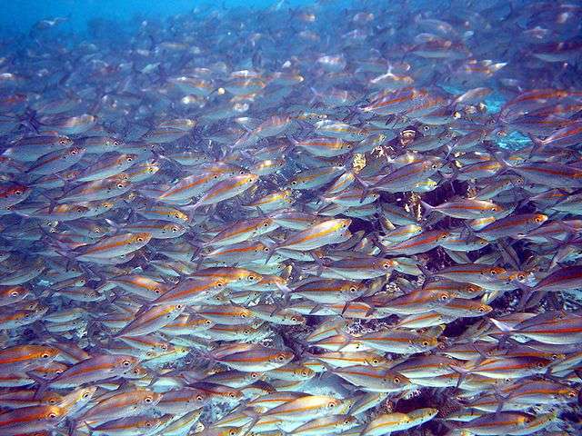 Une grande partie des espèces de poissons fourrage sont transformées en farine pour servir d'aliments aux poissons d'élevage. C'est notamment le cas des fusiliers à bande jaune (Pterocaesio chrysozona). © Brocken Inaglory, Wikimedia Commons, cc by sa 3.0