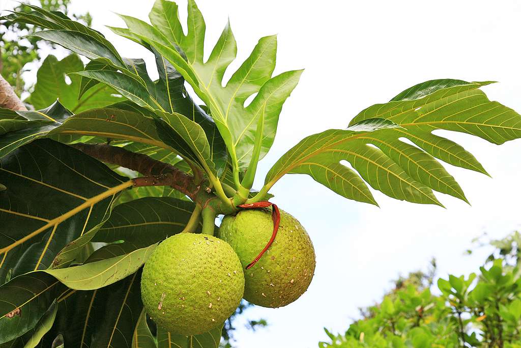 Le fruit de l’arbre à pain, ou uru, à Rimatara Le fruit de l’arbre à pain, ou uru, à Rimatara
