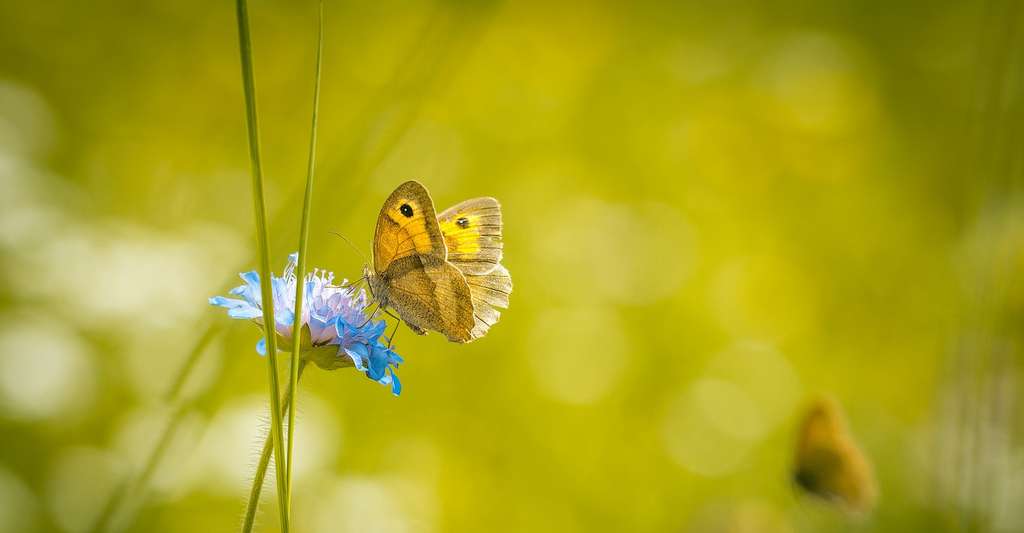 Dans les prairies, la richesse en espèces d’arthropodes a diminué de 34 % entre 2008 et 2017. La biomasse et le nombre d’individus ont, quant à eux, chuté respectivement de 67 % et de 78 %. C’est ce que rapportent aujourd’hui des chercheurs de l’université de Munich (Allemagne). © Pezibear, Pixabay License