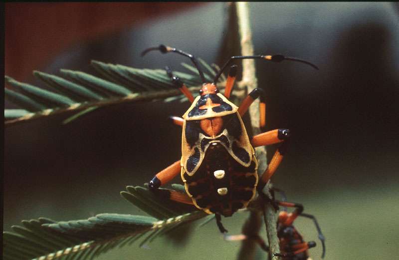Punaise Pentatomidae Punaise Pentatomidae