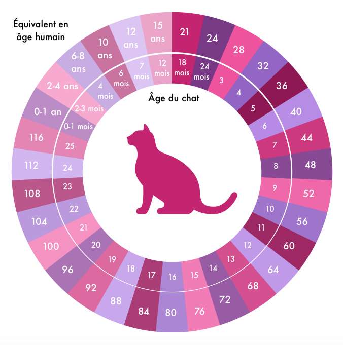 Échelle d’équivalence entre l’âge du chat et l’âge humain. Un chat de 21 ans peut ainsi être considéré comme « centenaire ». © Céline Deluzarche, Futura