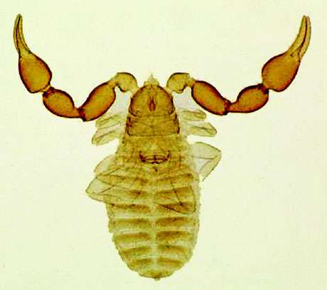 Pseudoscorpion (1-5 mm environ)