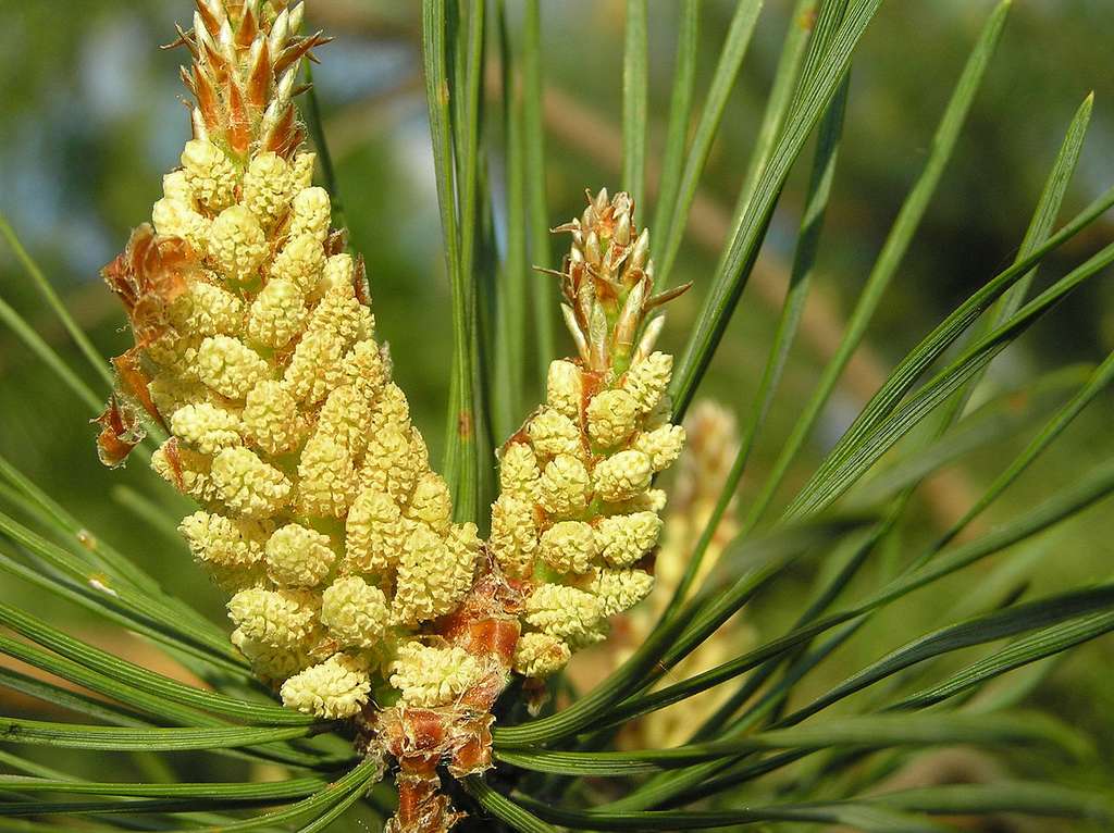 Inflorescences mâles du pin sylvestre, Pinus sylvestris. Cette espèce est très utilisée pour le reboisement. Il a été introduit dans les Landes au cours du XVIIIe siècle. © Beentree, CC by-nc-sa 3.0
