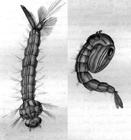 Moustique, larve et nymphe. © DR - Reproduction et utilisation interdites