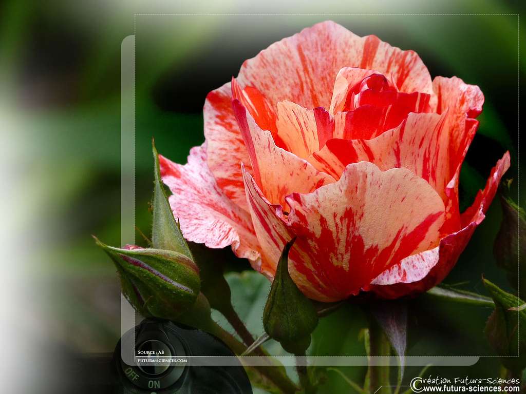 Rose d'un jour Rose d'un jour