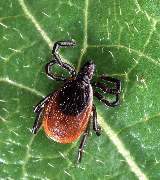  Certaines tiques peuvent transmettre la maladie de Lyme. © Scott Bauer, Fotolia