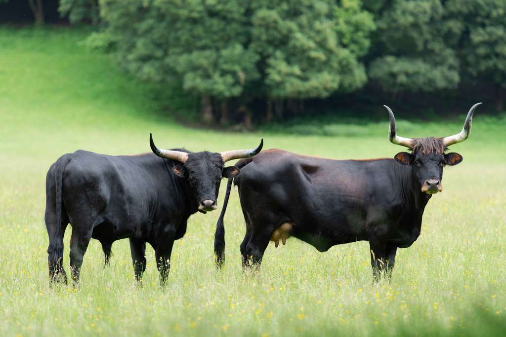 L'ouverture du milieu à Blick Mead a été en partie due à l'activité de broutage de grands herbivores tels que les aurochs. © Wildpix imagery, Adobe Stock