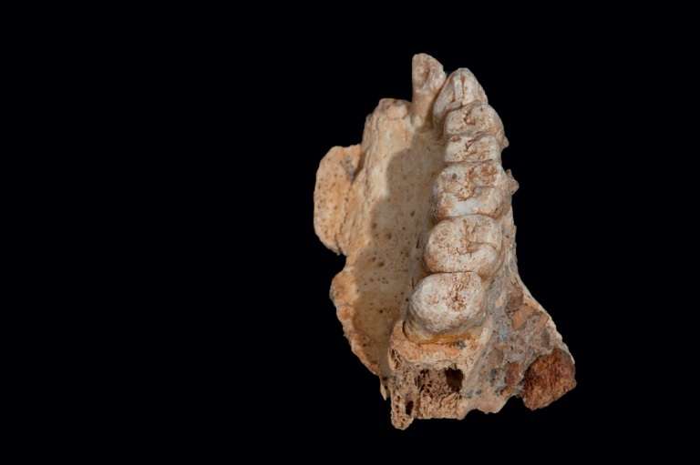 Ce fossile d'un fragment de mâchoire découvert en Israël repousse d'au moins 50.000 ans la sortie d'Afrique de l'Homme moderne. © Handout - Rolf Quam, Binghamton University, AFP