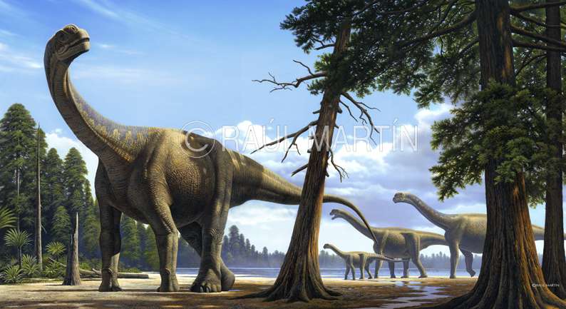 Camarasaurus ou Camarasaure Camarasaurus ou Camarasaure
