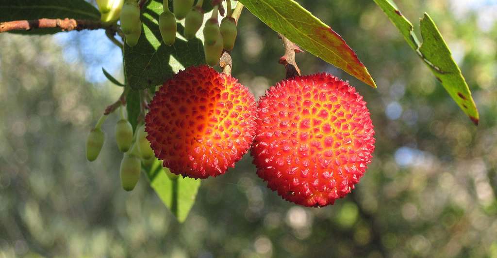 Les arbouses, fruits de l'arbousier. © WikimediaImages, DP