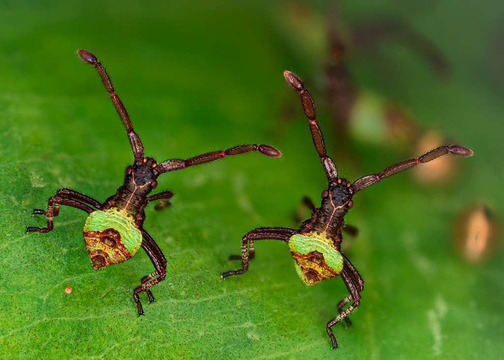 Les frères punaises de l'espèce Gonocerus acuteangulatus Les frères punaises de l'espèce Gonocerus acuteangulatus
