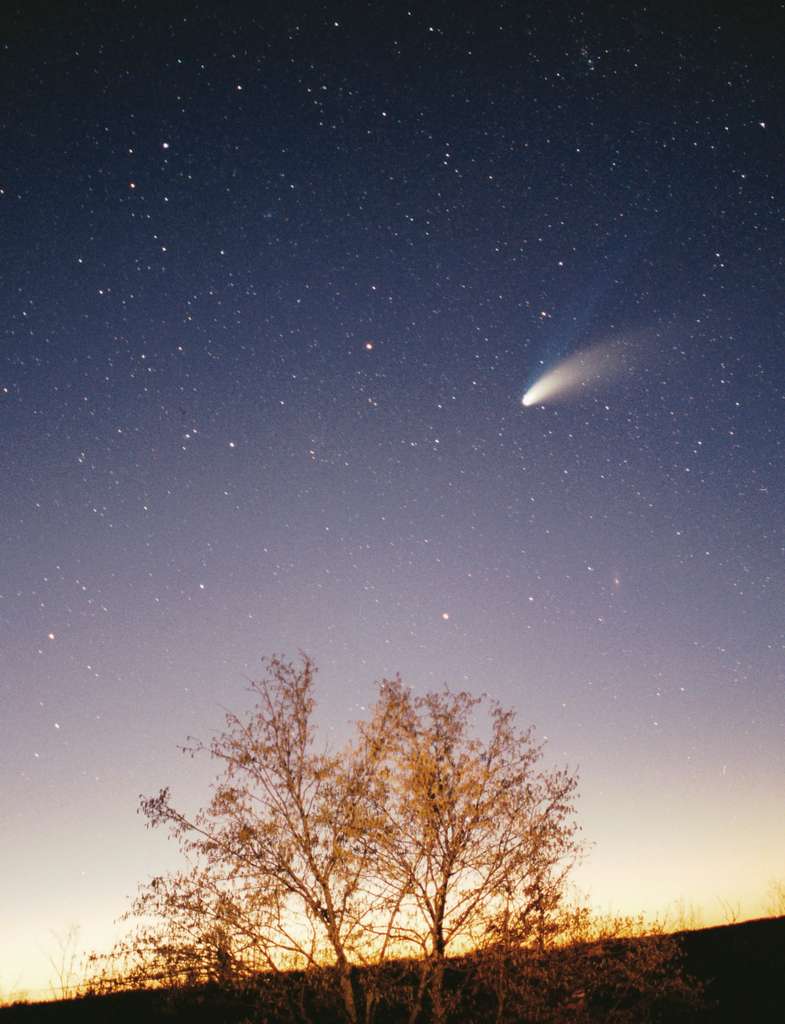 Photographie de la comète Hale-Bopp, prise en mars 1997, dans la région de Pazin (Croatie). Cette photo a eu le prix ​​de l'Image. L'arbre était illuminé par une lampe-torche. © Philipp Salzgeber, Wikimedia Commons, CC by-sa 2.0-AT