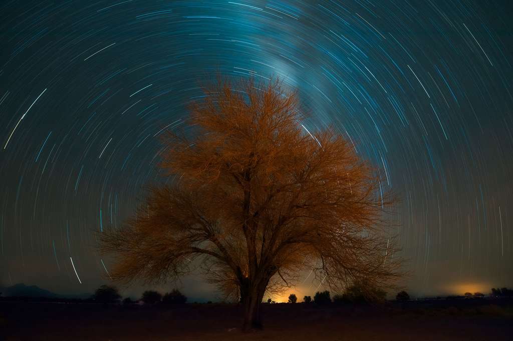 Un arbre dans le désert d’Atacama Un arbre dans le désert d’Atacama