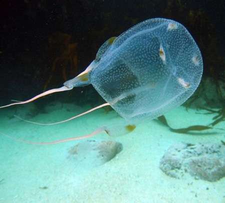 Les Differentes Especes De Meduses Dossier