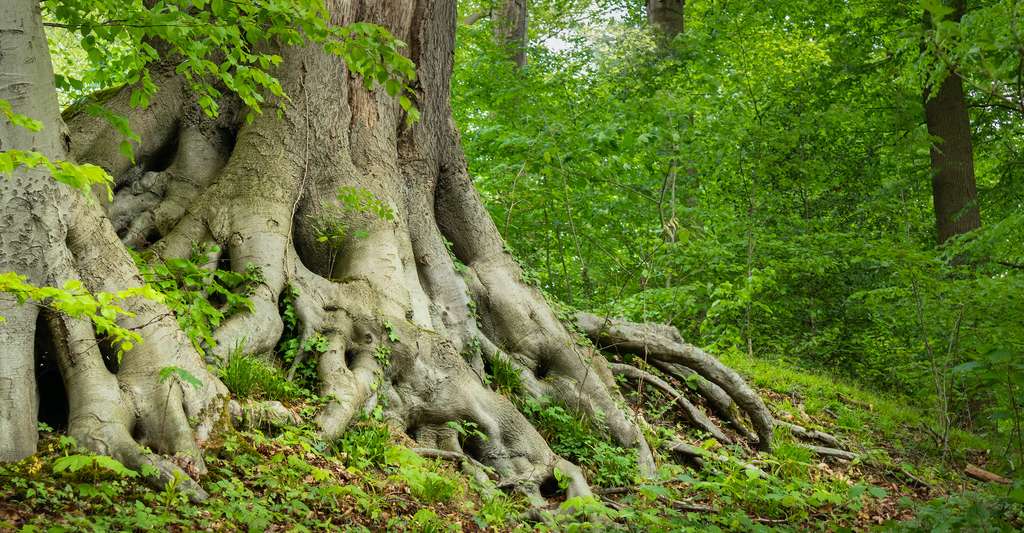 Avec le réchauffement climatique, ces images de vieux arbres massifs pourraient bien devenir extrêmement rares, selon des chercheurs du Pacific Northwest National Laboratory (États-Unis). © peter, Adobe Stock