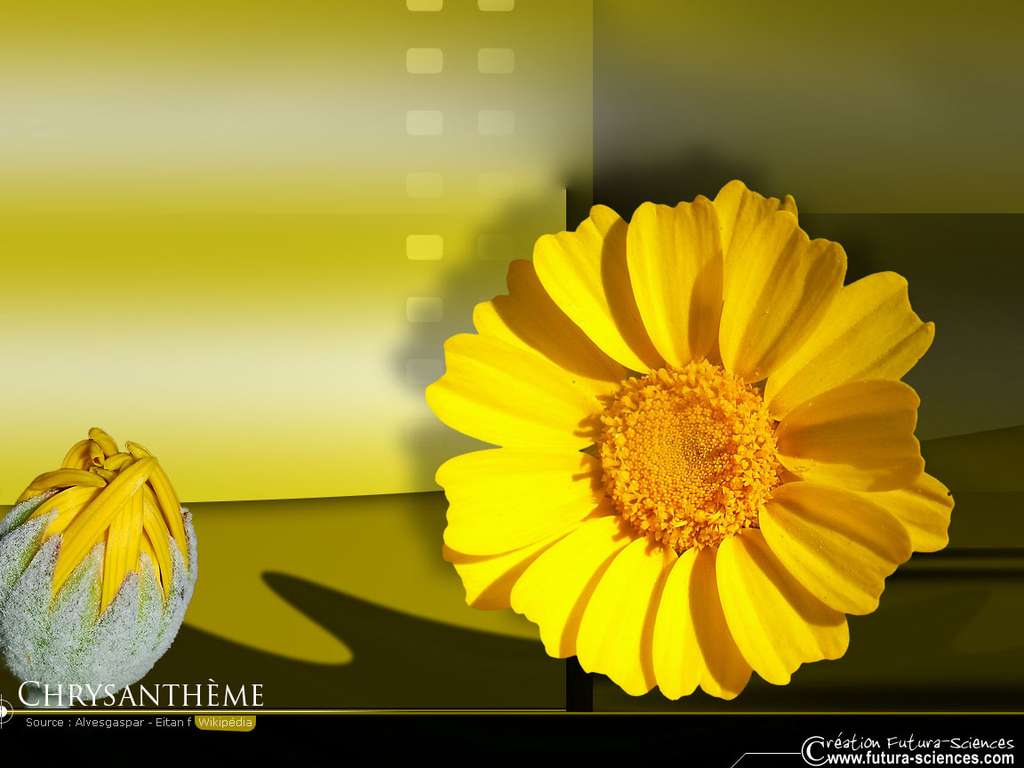 Chrysanthème jaune Chrysanthème jaune