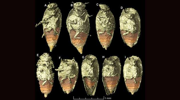  Triamyxa coprolithica est le premier insecte décrit à partir de spécimens dans des coprolithes. © Qvarnström et al., Current Biology