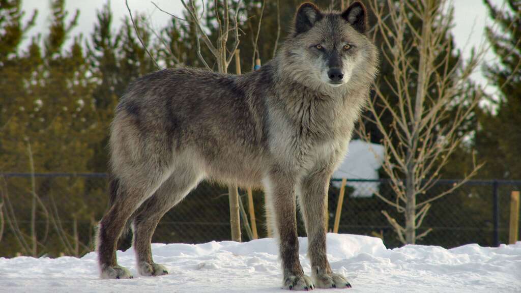 Deux loups du Canada pour le prix d'un Deux loups du Canada pour le prix d'un