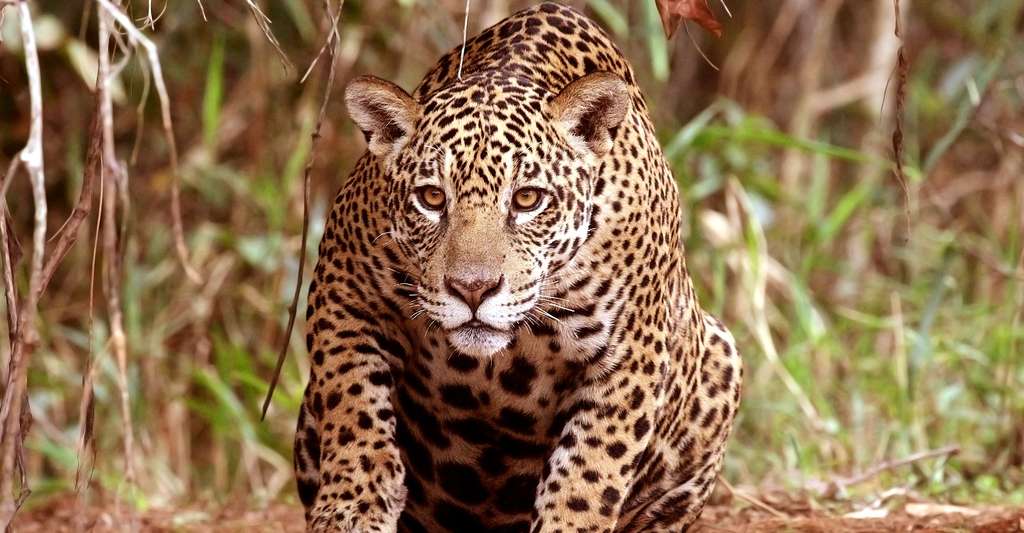 Expédition En Forêt Tropicale Reconnaître Les Espèces