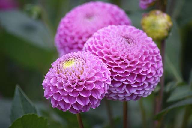Dahlia Franz Kafka Dahlia Franz Kafka