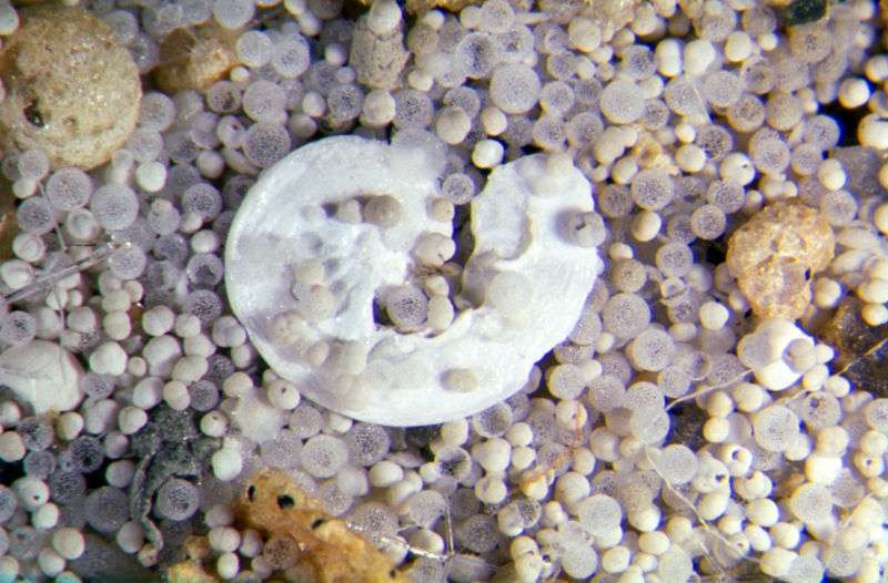 Een voorbeeld van een microfossiel.  © Hannes Grobe, Wikimedia Commons, CC door 3.0 