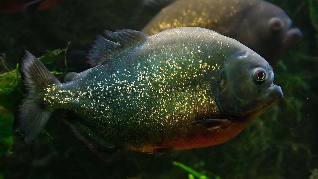 Un piranha rouge à l'aquarium-muséum de Liège Un piranha rouge à l'aquarium-muséum de Liège