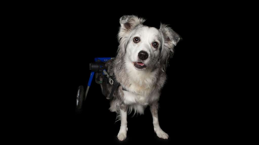 Jessie, la chienne sur roulettes Jessie, la chienne sur roulettes