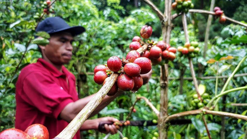 Le caféier est fortement menacé par le réchauffement climatique, particulièrement la canicule et la sécheresse. © Rudyasho, wikimedia commons, CC 4.0