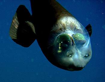 Vu de près, bien vivant, Macropinna microstoma exhibe son crâne transparent qui laisse voir ses deux yeux – les demi-sphères vertes. Les protubérances au-dessus de la bouche sont des organes olfactifs. Il est vu en position inclinée, exceptionnelle car ce poisson se tient en général à l'horizontale. Ses yeux ont tourné et il continue à regarder vers le haut. © MBari
