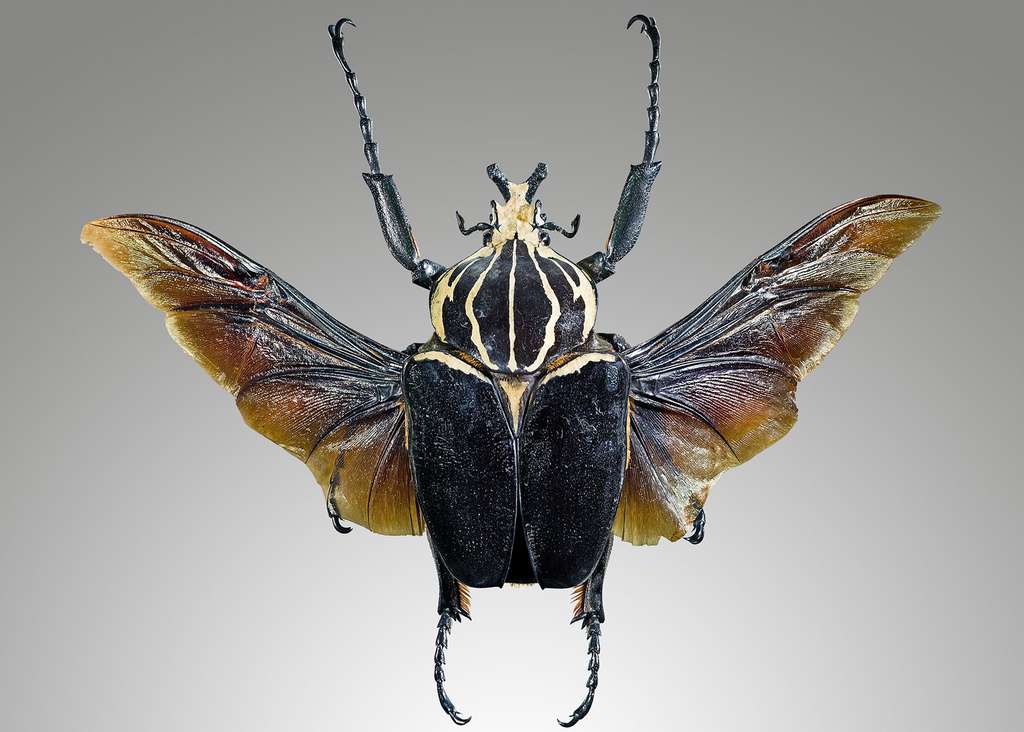 Golitahus goliathus, le doux géant Golitahus goliathus, le doux géant