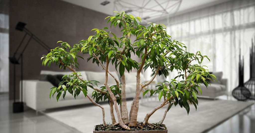 Comment entretenir Ficus benjamina ? Ici, un bonsaï Ficus benjamina. © PierreSelim, CC by 3.0