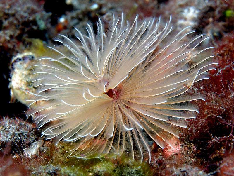 Un ver tubicole, Bispira sp. Un ver tubicole, Bispira sp.