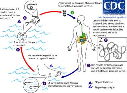 Le cycle de vie de la filaire de Médine ou Dracunculus medinensis. © CDC