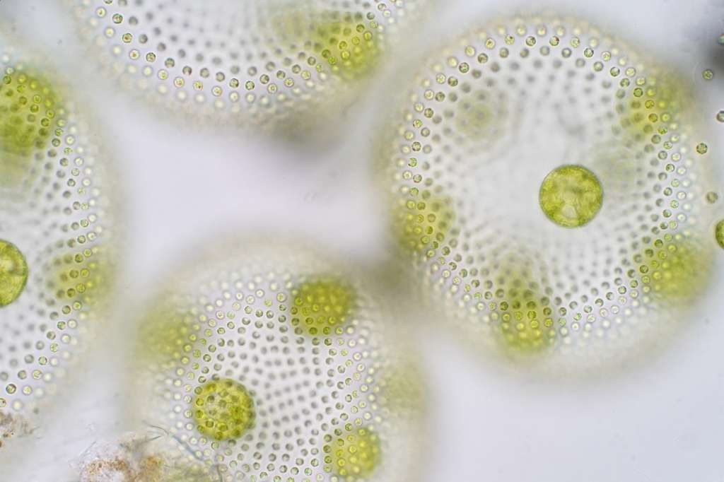 Le phytoplancton contient des algues microscopiques comme Volvox. © tonaquatic, Fotolia