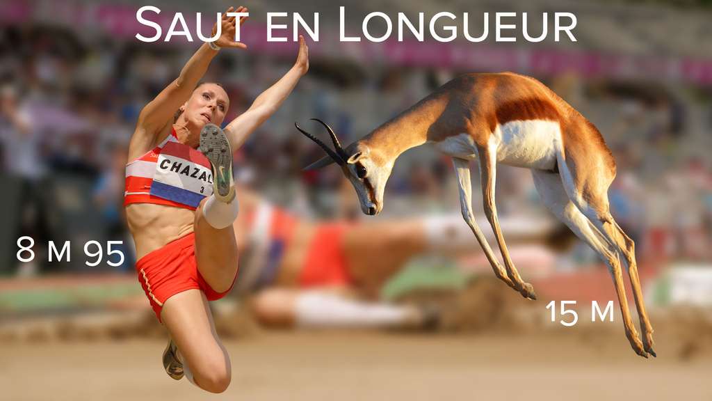Saut en longueur : les springboks médaille d'or Saut en longueur : les springboks médaille d'or