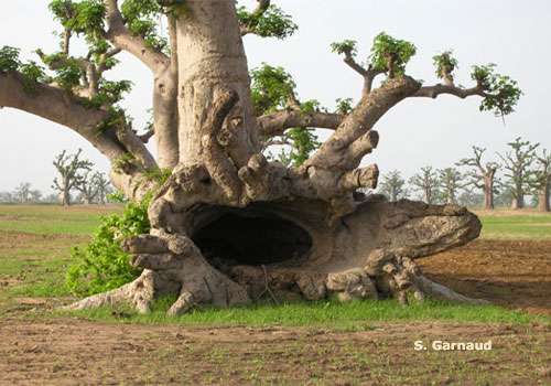 Baobab du Sénégal