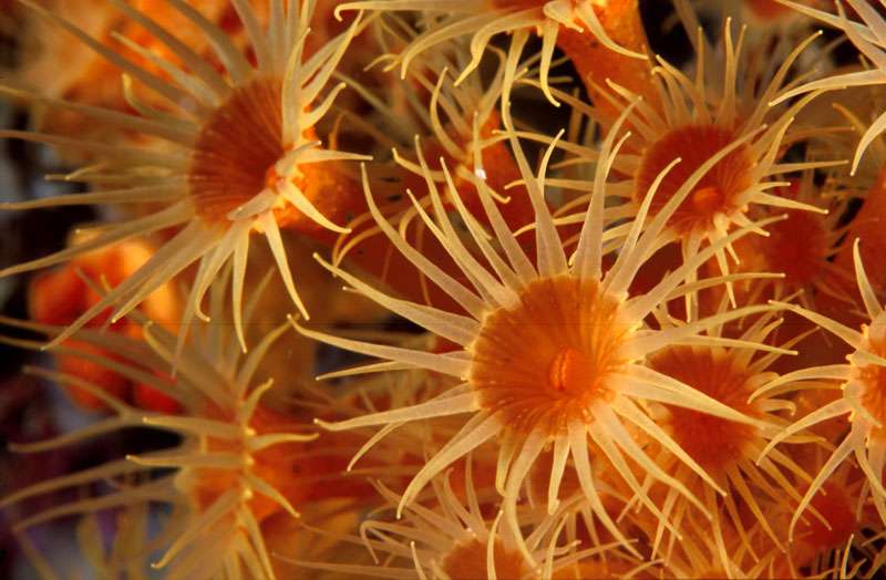 photo l anemone parazoanthus axinellae