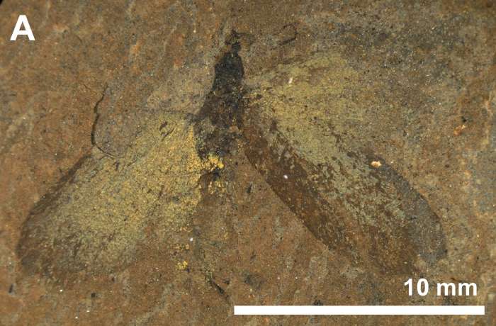 Un des fossiles de papillons retrouvés en Allemagne et datant de 47 millions d'années. © MaNamara et al. 2011 - Plos Biology