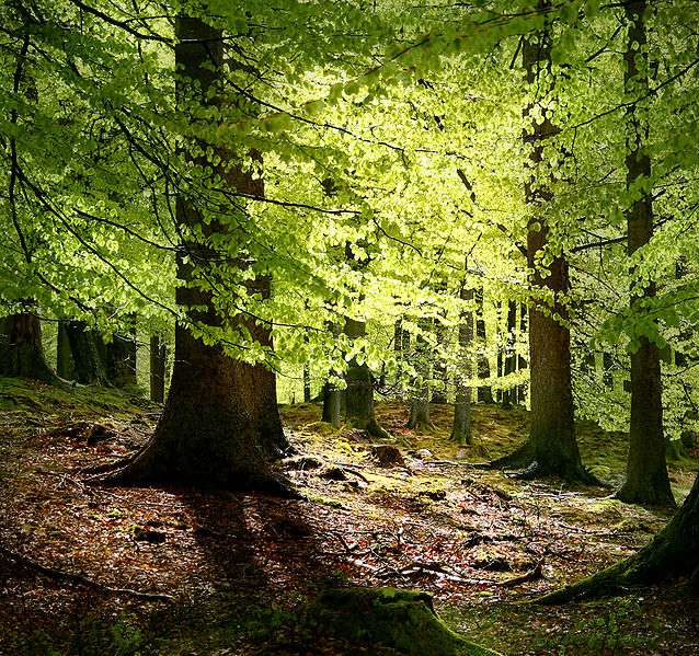 Danemark : Grib forest Danemark : Grib forest
