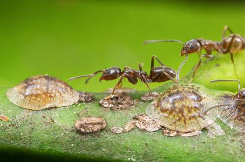 Les cochenilles fournissent une source alimentaire sucrée prisée par la fourmi d’Argentine. © A. Wild